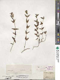 Scutellaria hastifolia image