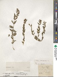 Scutellaria hastifolia image