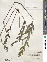 Scutellaria galericulata image