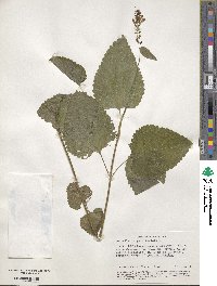 Scutellaria galericulata image