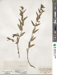 Scutellaria galericulata image