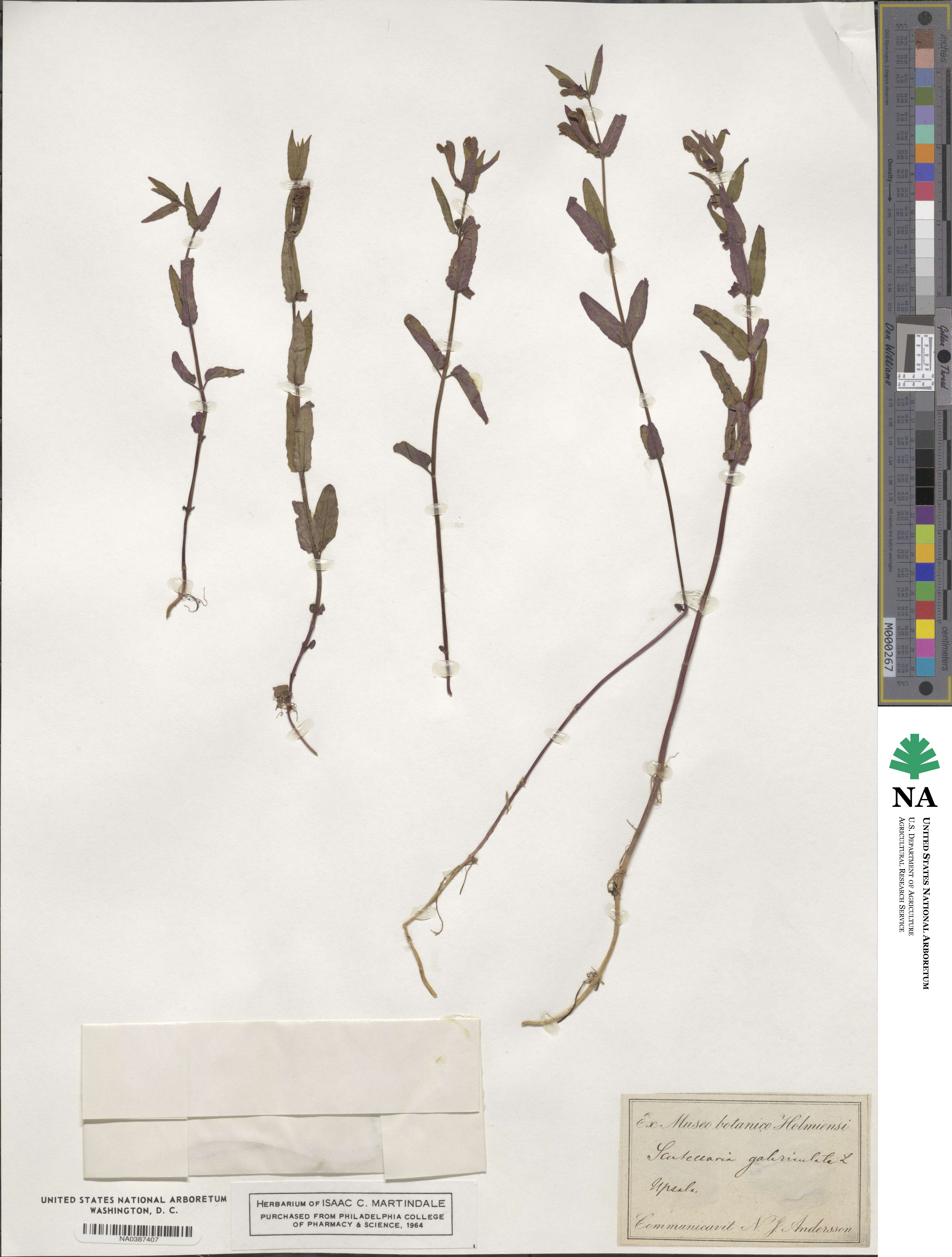 Scutellaria galericulata image