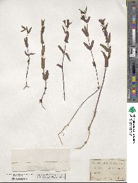 Scutellaria galericulata image