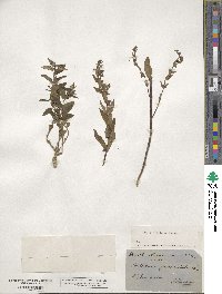 Scutellaria galericulata image