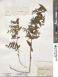 Scutellaria galericulata image