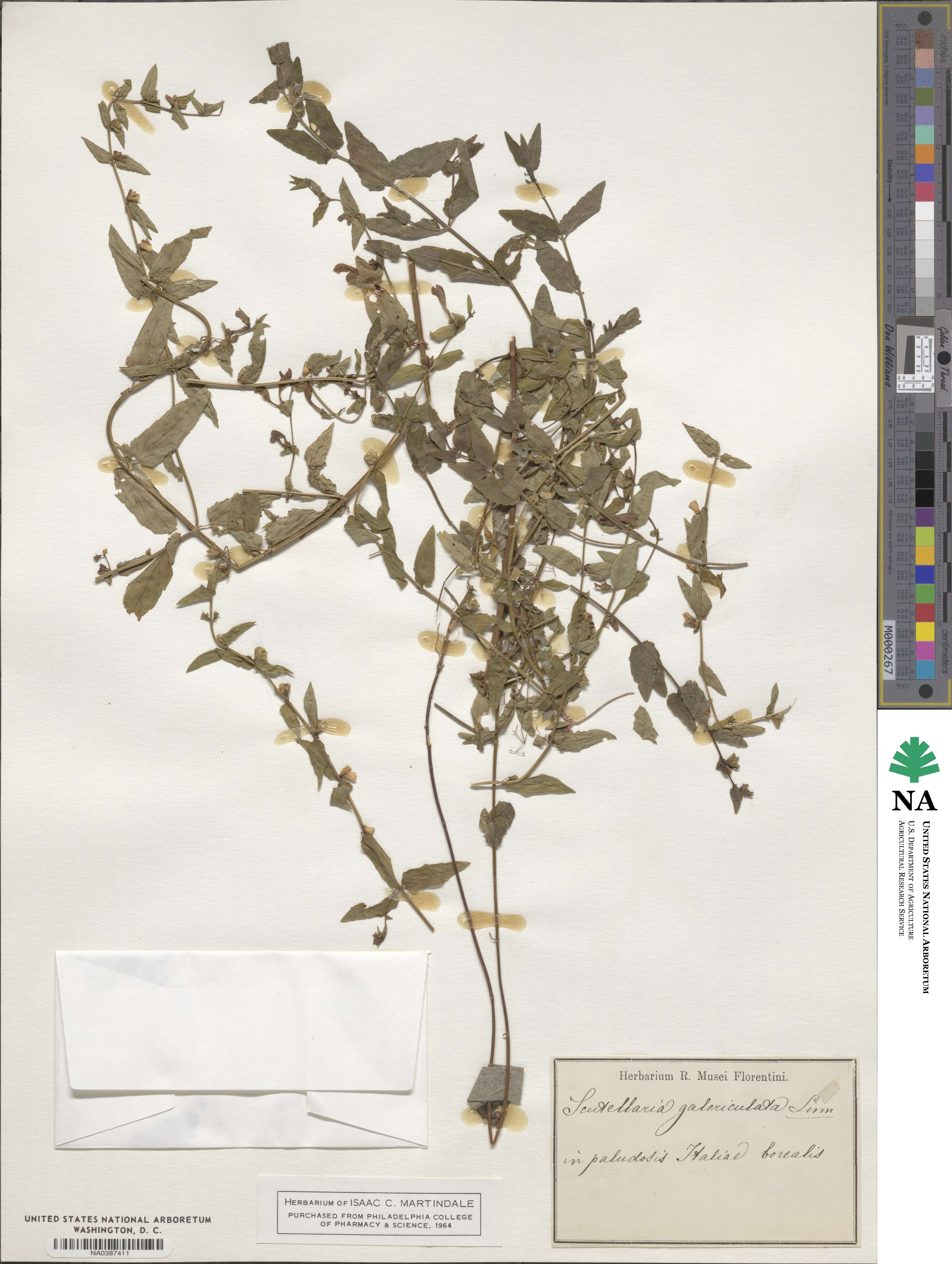 Scutellaria galericulata image