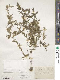 Scutellaria galericulata image