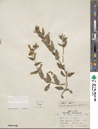 Scutellaria galericulata image