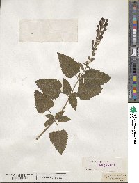 Scutellaria columnae image