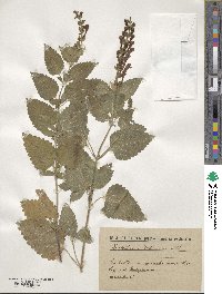 Scutellaria columnae image