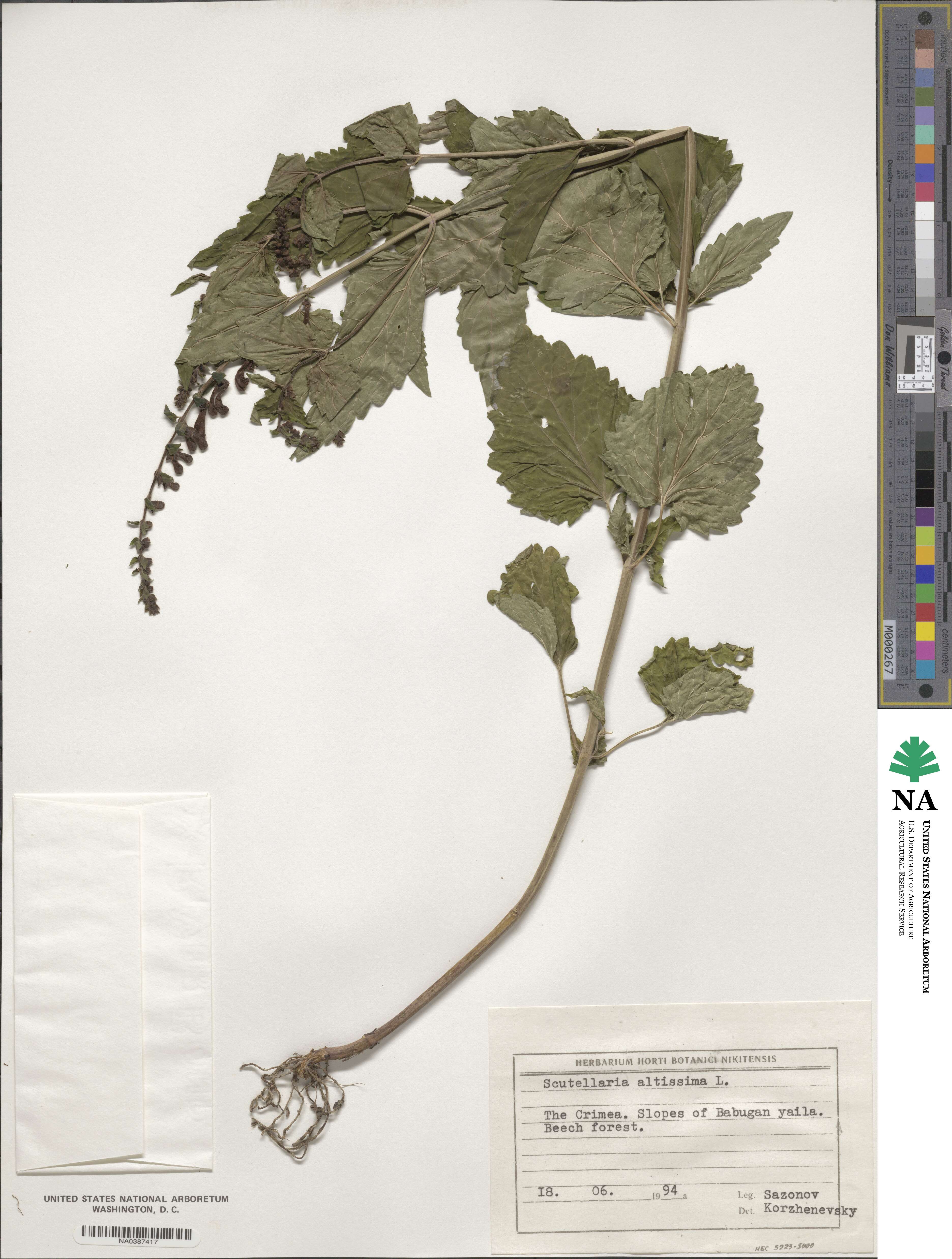 Scutellaria altissima image