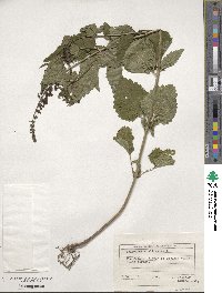 Image of Scutellaria altissima