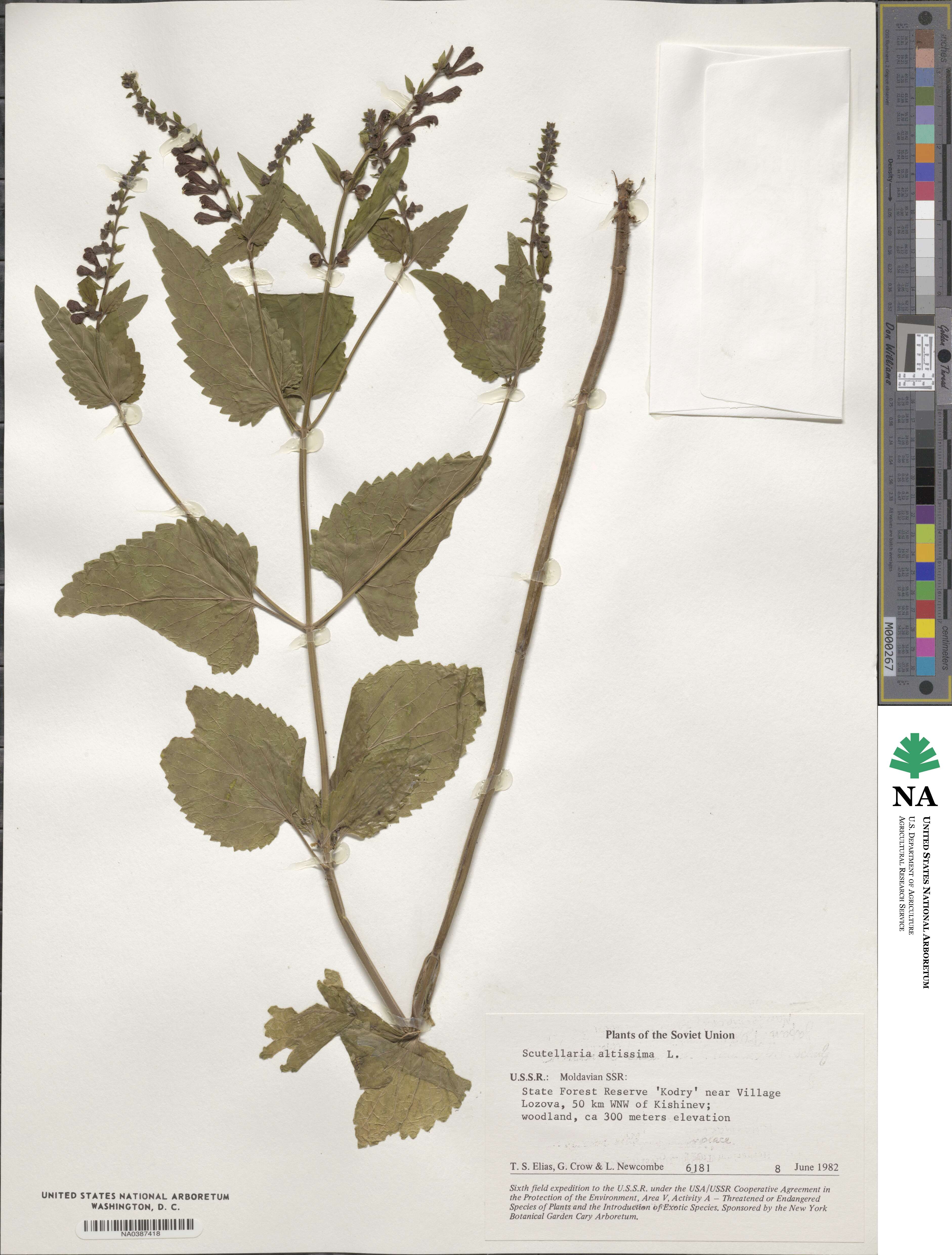 Scutellaria altissima image