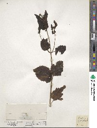 Image of Scutellaria alpina