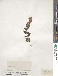 Scutellaria alpina image