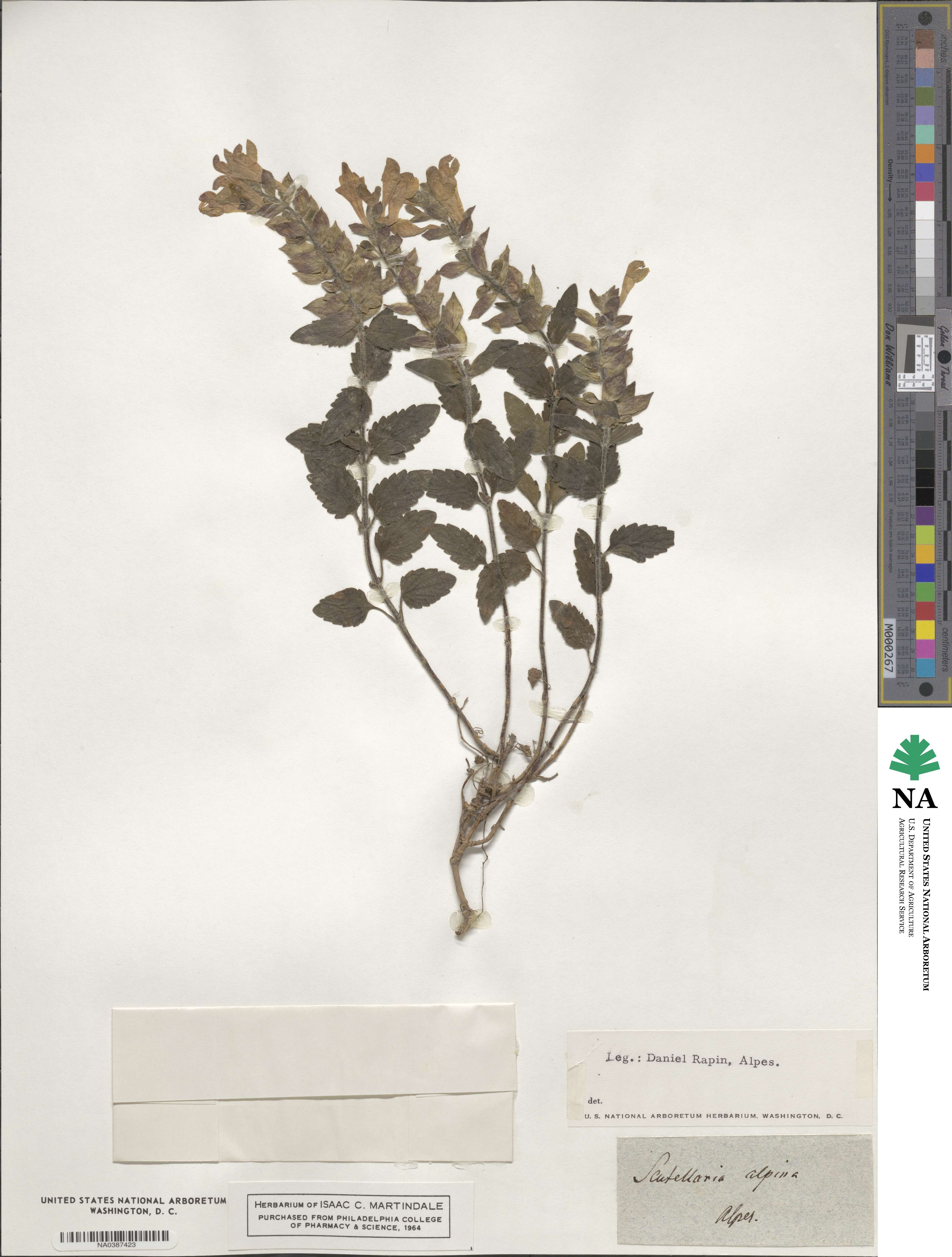 Scutellaria alpina image