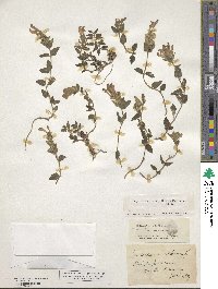 Scutellaria alpina image