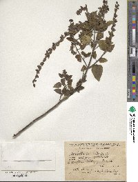 Scutellaria albida image