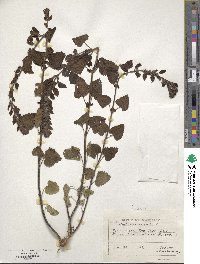 Scutellaria albida image