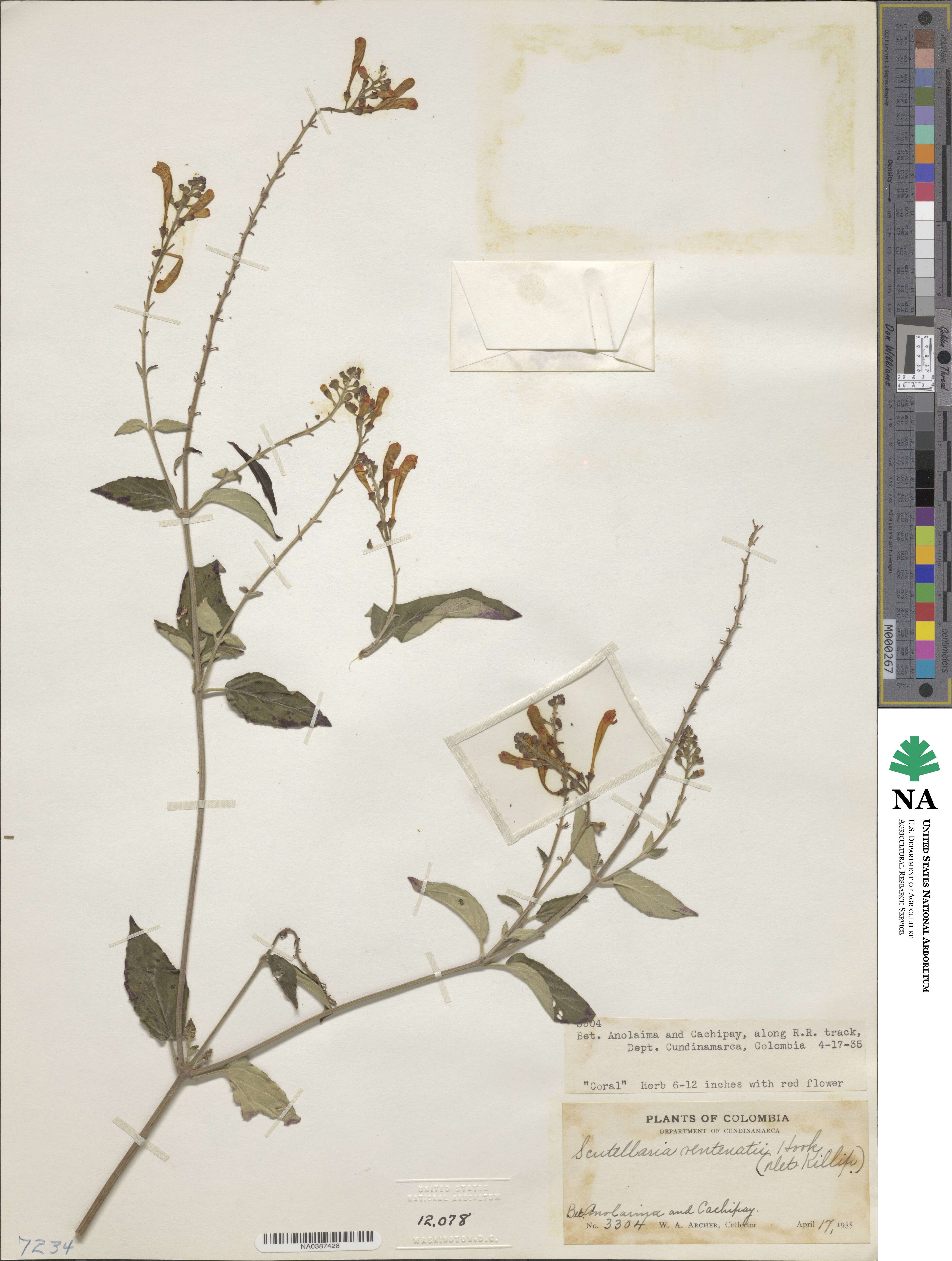 Scutellaria incarnata image