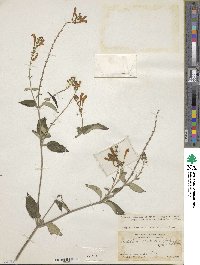 Image of Scutellaria incarnata