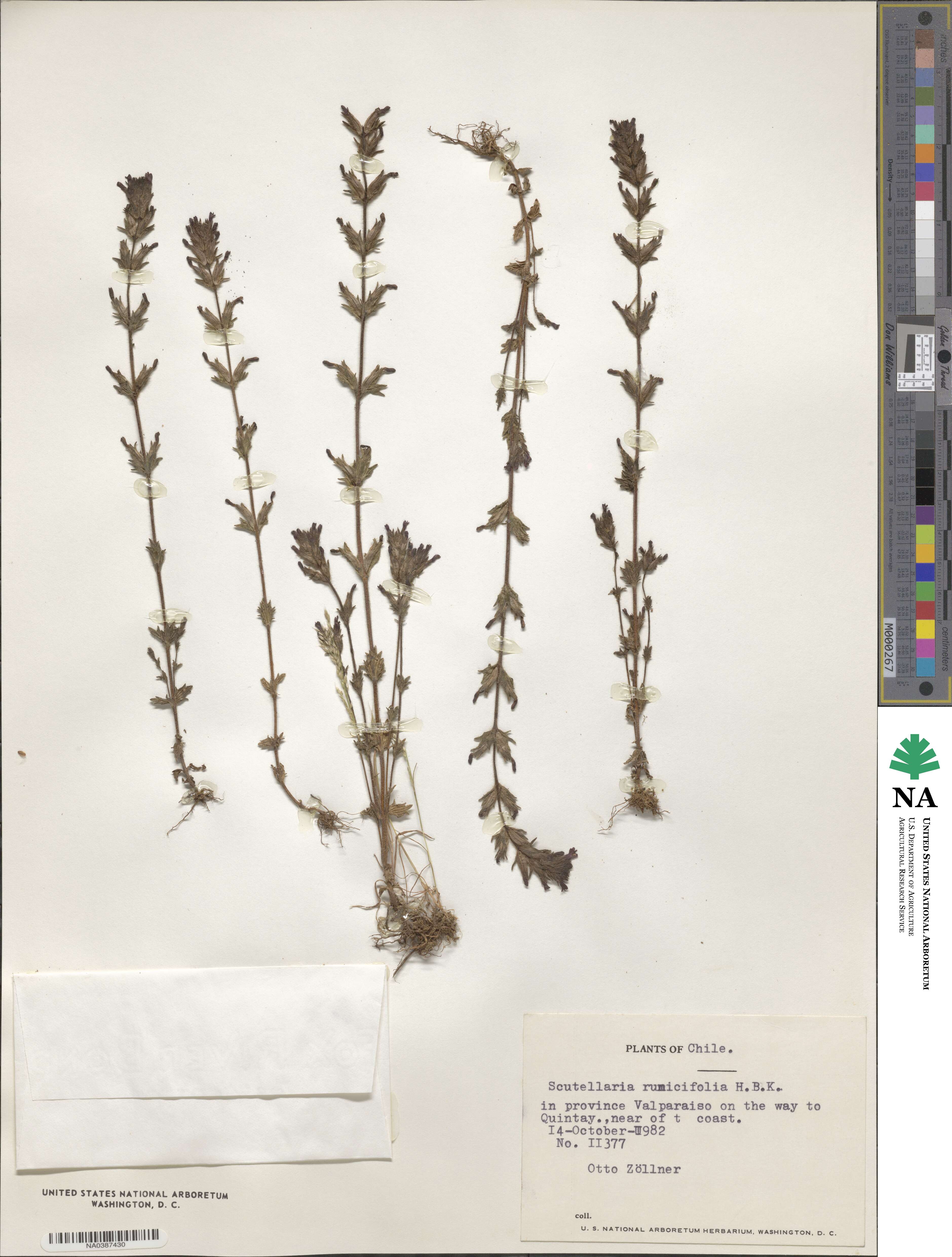 Scutellaria racemosa image