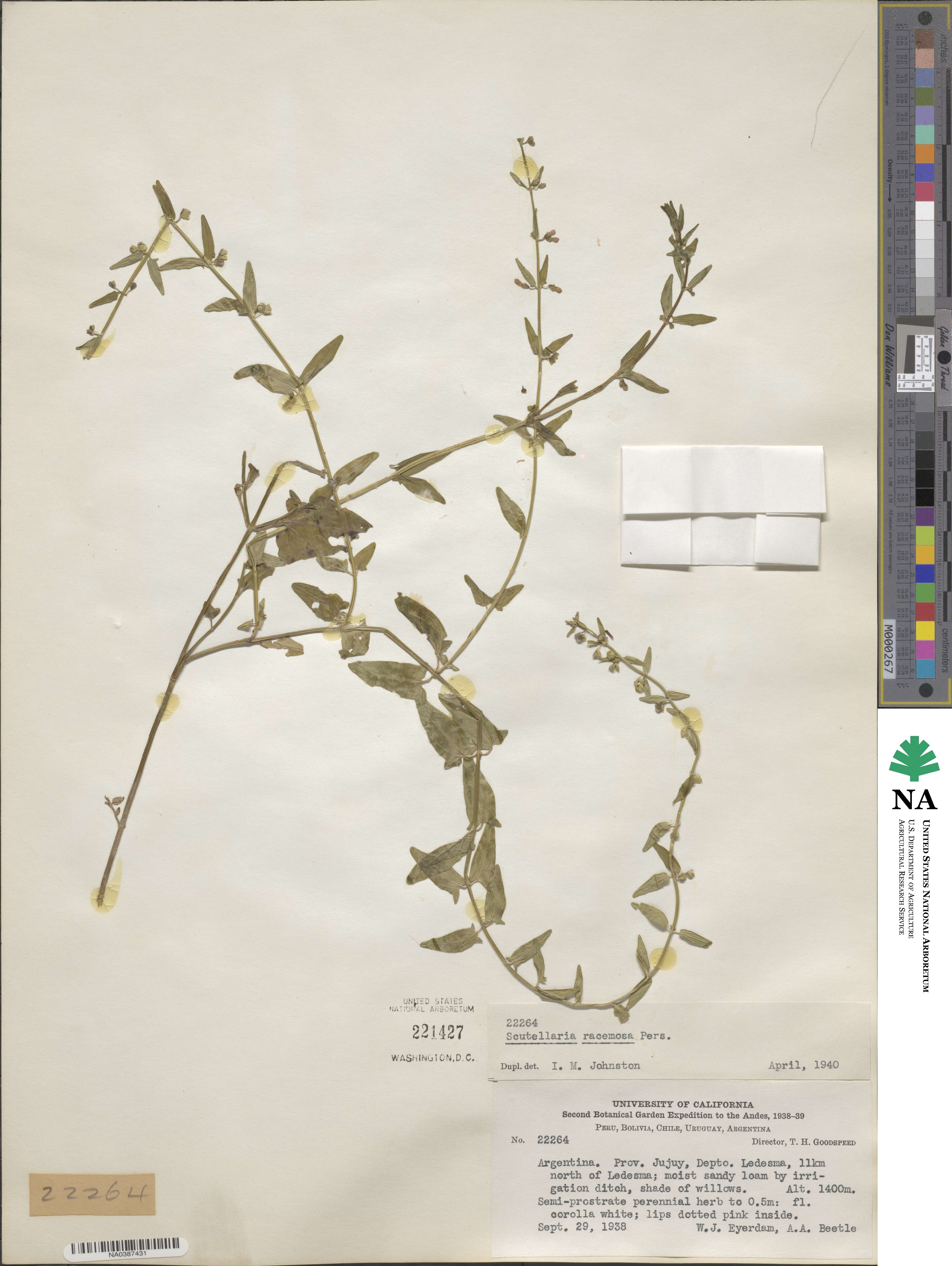 Scutellaria racemosa image