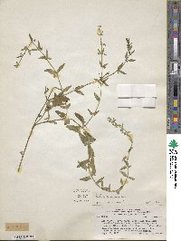 Scutellaria racemosa image