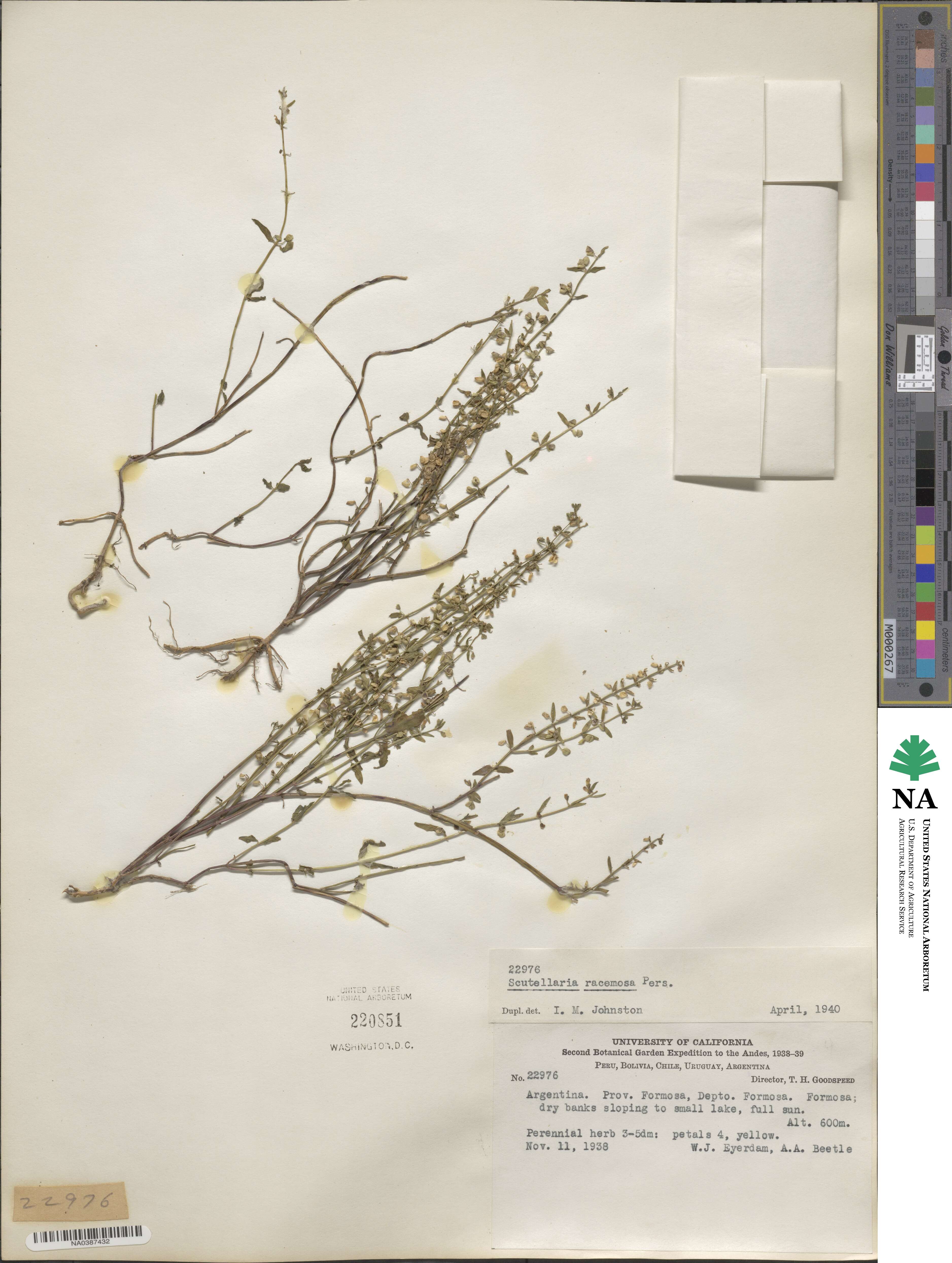 Scutellaria racemosa image