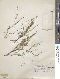 Scutellaria racemosa image