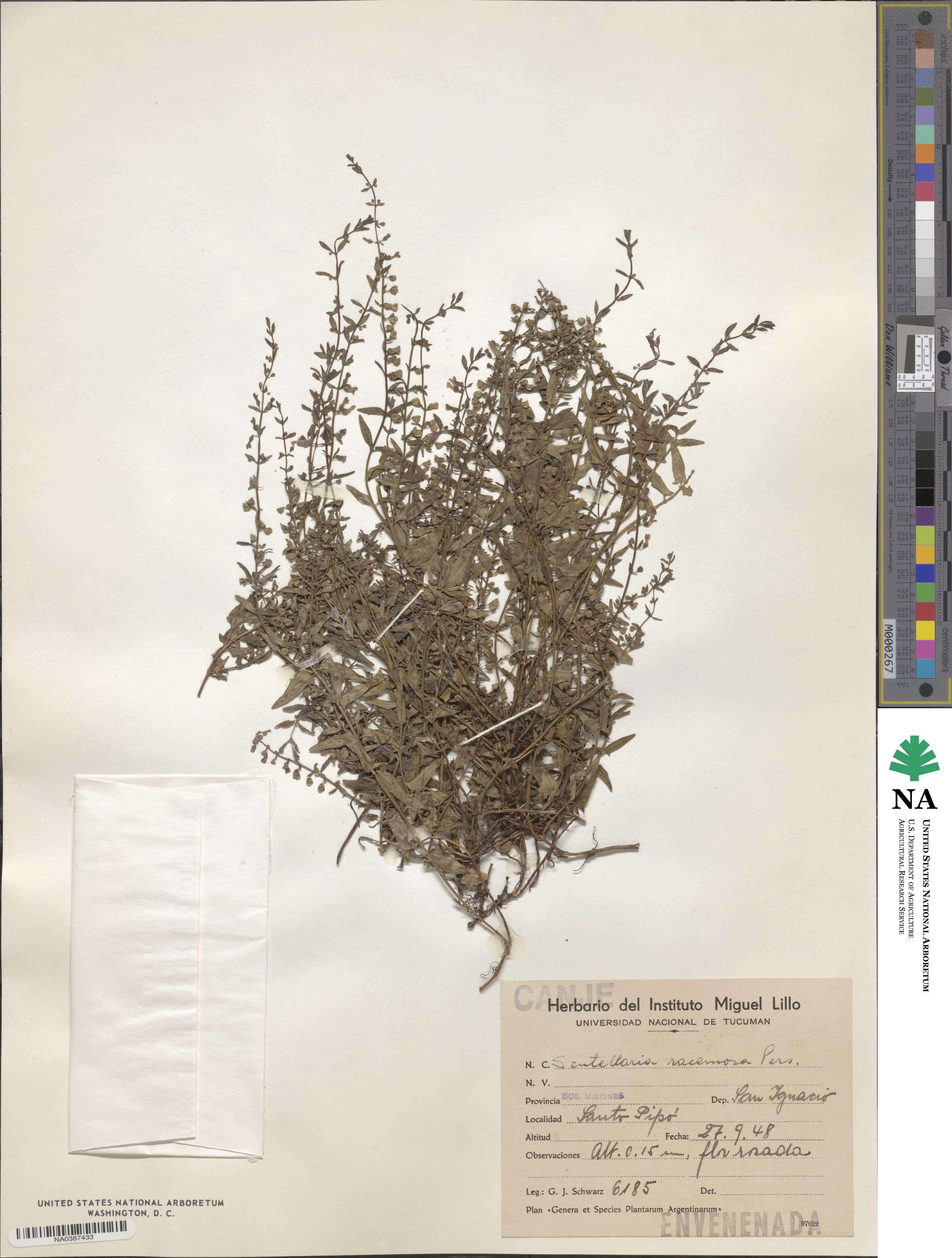 Scutellaria racemosa image