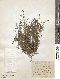 Scutellaria racemosa image