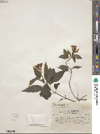 Image of Scutellaria irrasa