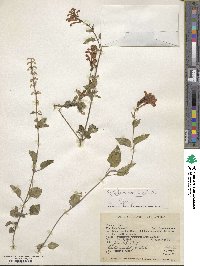 Image of Scutellaria coccinea