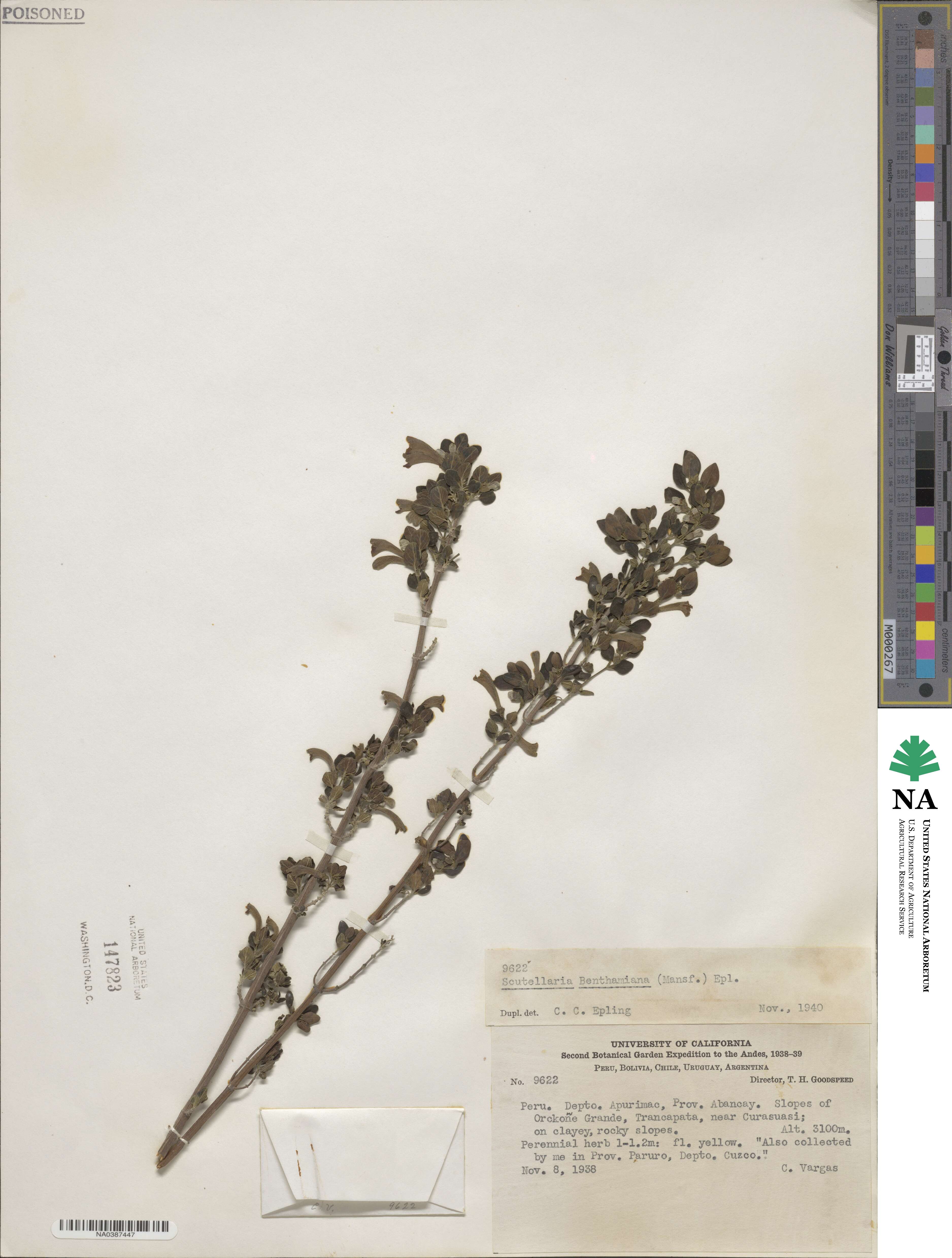 Scutellaria benthamiana image