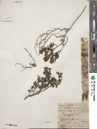 Scutellaria benthamiana image