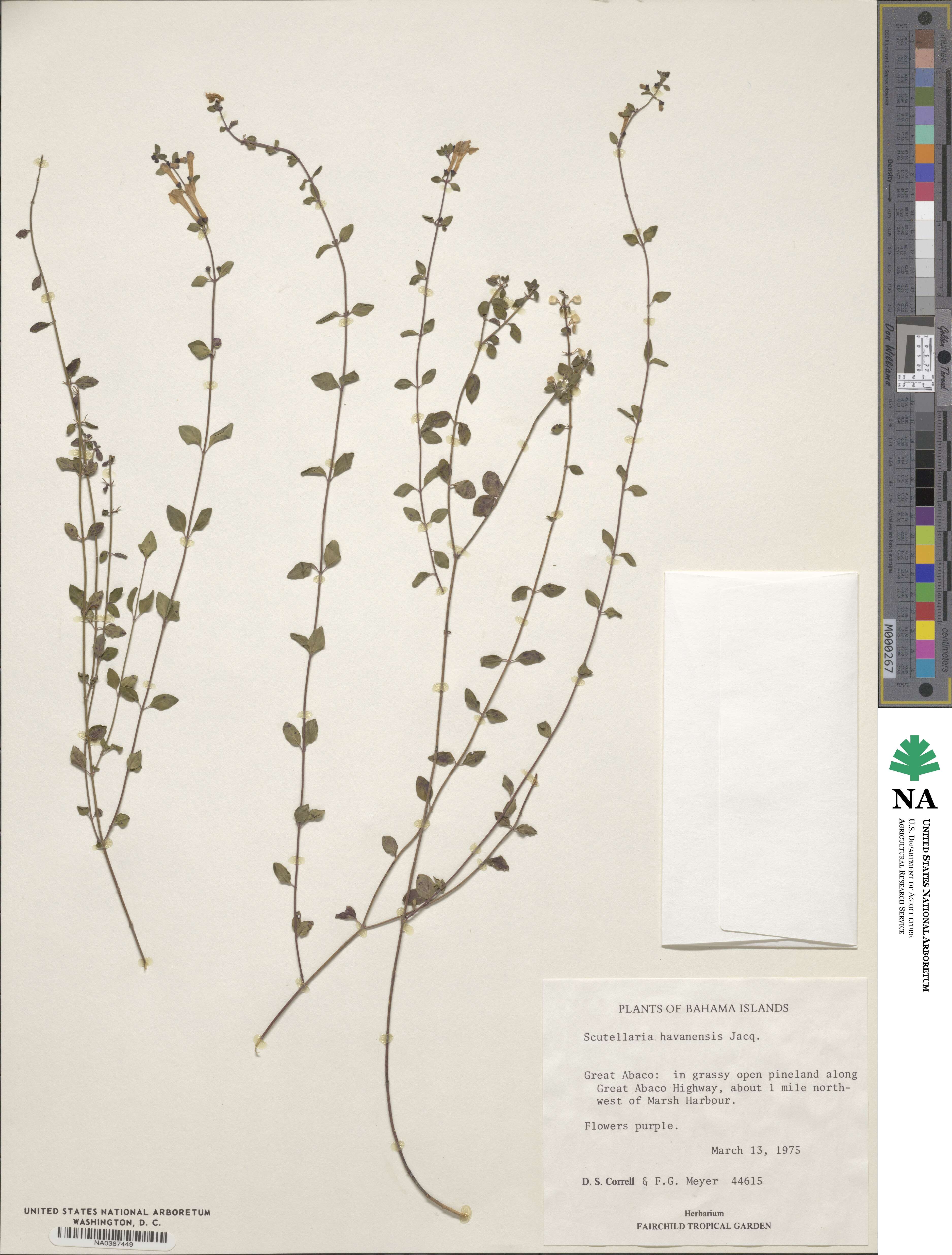 Scutellaria havanensis image