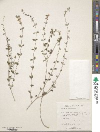 Scutellaria havanensis image