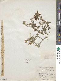 Scutellaria prostrata image