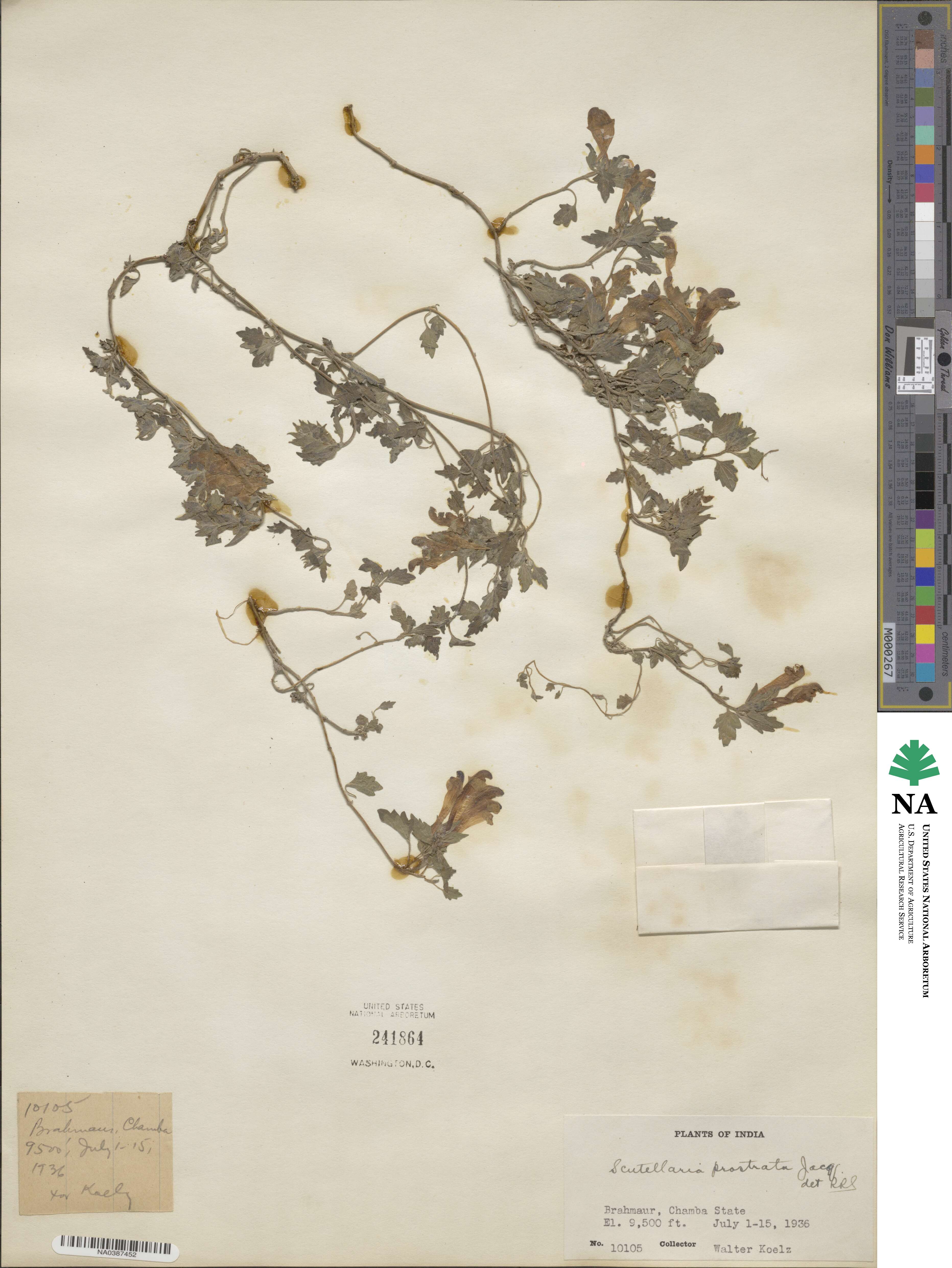 Scutellaria prostrata image