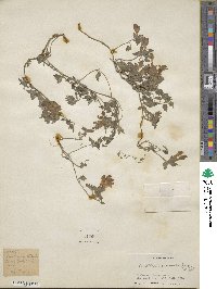 Scutellaria prostrata image