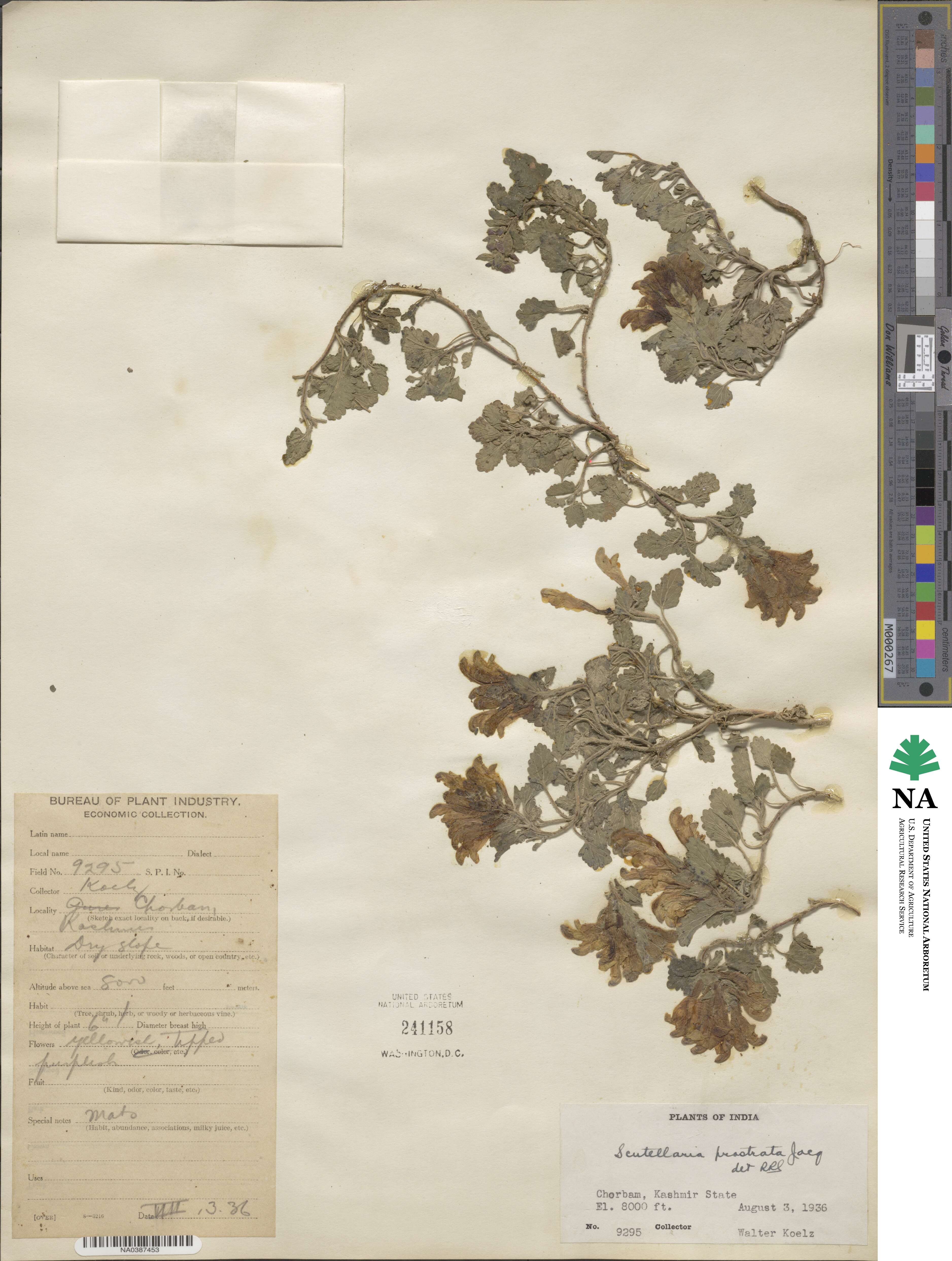 Scutellaria prostrata image