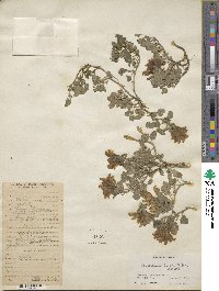 Scutellaria prostrata image