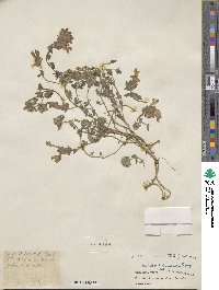 Scutellaria prostrata image