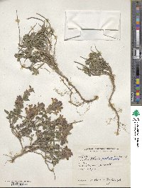 Scutellaria prostrata image