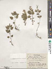 Scutellaria pekinensis image