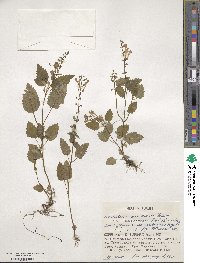 Scutellaria pekinensis image