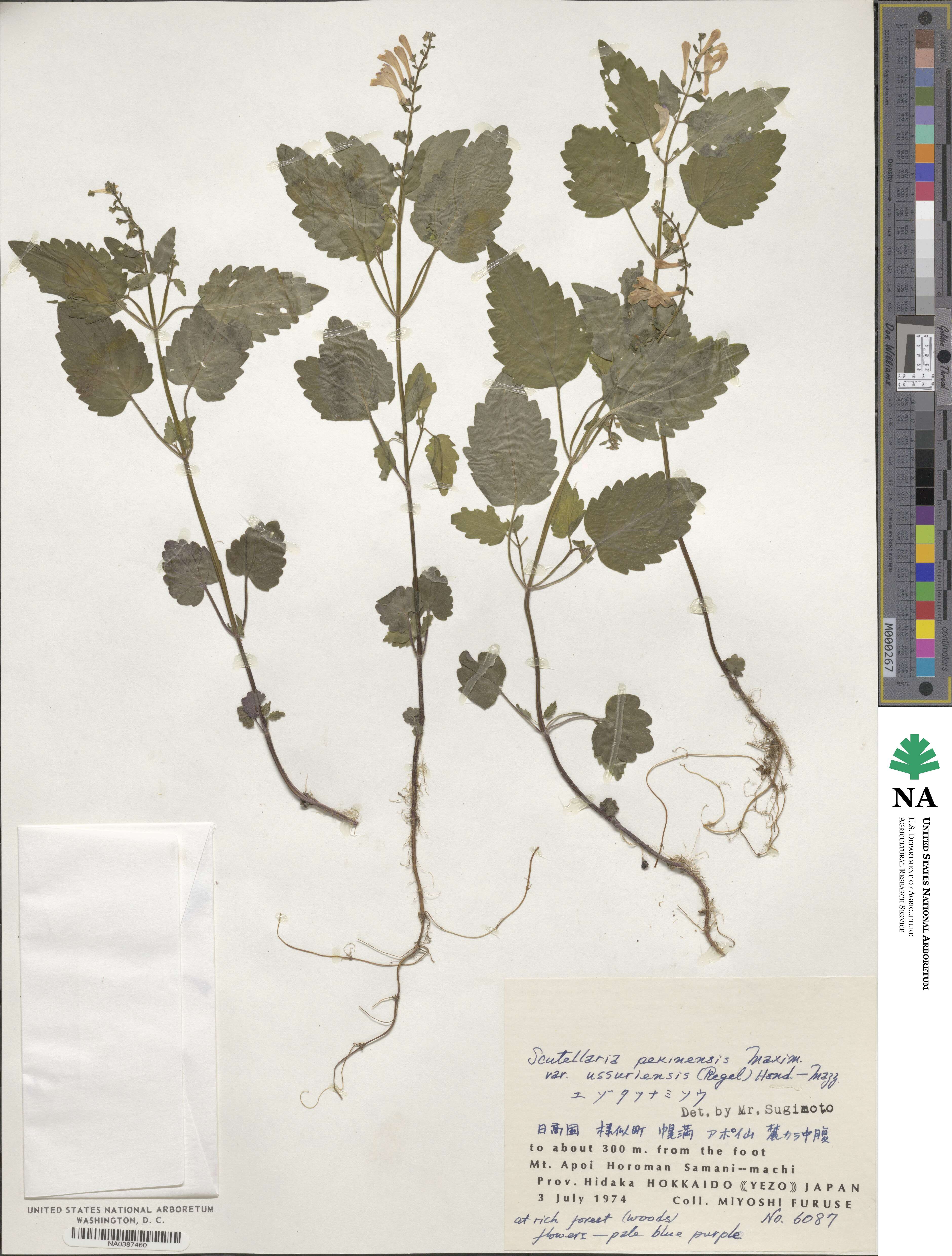 Scutellaria pekinensis var. ussuriensis image
