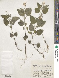 Scutellaria pekinensis image