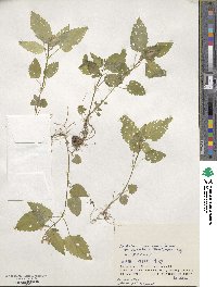 Scutellaria pekinensis image